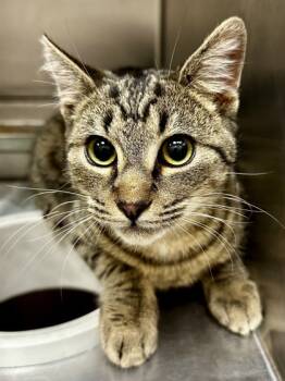 Rescue Domestic Short Hair Cats for Adoption in Wichita, Kansas - Big Boi | PetCurious