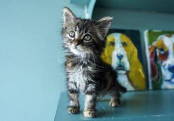 Caprese -  Domestic Long Hair and Domestic Short Hair Cat for Adoption in San Antonio, Texas - Caprese | PetCurious