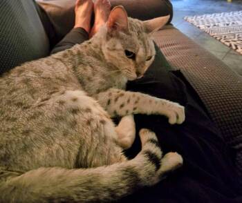 Lila -  Bengal Cat for Adoption in Brantford, Ontario - Lila | PetCurious