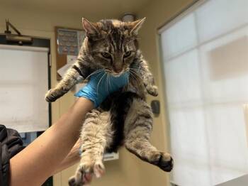 Domestic Short Hair Cats Available for Adoption - THING 1 | PetCurious