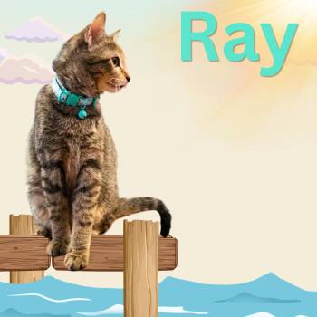 Domestic Short Hair Cats Available for Adoption in Aransas Pass, Texas - Ray | PetCurious