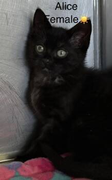 Azelea, Alice, Adele -  Domestic Short Hair Cat Available for Adoption in Calais, Maine - Azelea, Alice, Adele | PetCurious