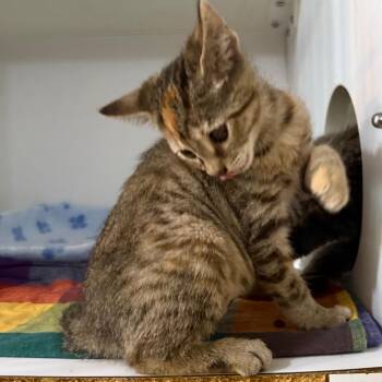 Fanta -  Domestic Short Hair Cat for Adoption in Chattanooga, Tennessee - Fanta | PetCurious