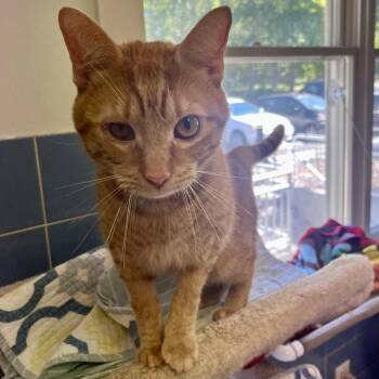 Cheese Doodle -  Domestic Short Hair Cat for Adoption in East Hampton, New York - Cheese Doodle | PetCurious