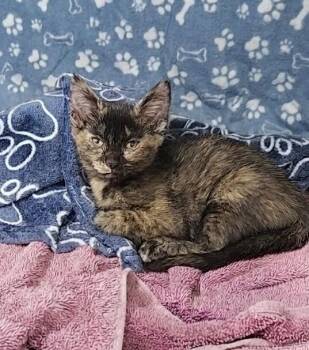 Raspberry -  Domestic Short Hair Cat for Adoption in Westfield, Wisconsin - Raspberry | PetCurious