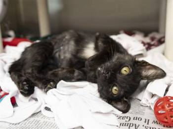 SHAKIRA -  Domestic Short Hair Cat for Adoption in Phoenix, Arizona - SHAKIRA | PetCurious