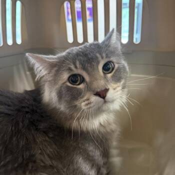 Domestic Short Hair Cats Available for Adoption in Des Moines, Iowa - Elias | PetCurious