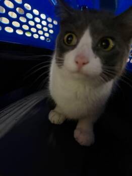 Jasper -  Domestic Short Hair Cat for Adoption in Virginia, Minnesota - Jasper | PetCurious