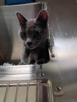 Domestic Short Hair Cats Available for Adoption in West Chester, Pennsylvania - Lena | PetCurious
