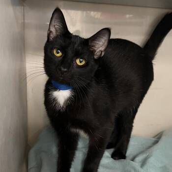 DeAngelo -  Domestic Short Hair Cat for Adoption in Fairport, New York - DeAngelo | PetCurious