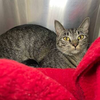 Rescue Domestic Short Hair Cats for Adoption in Roanoke, Virginia - Poseidon | PetCurious