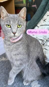 Rescue Domestic Short Hair Cats for Adoption in Chapel Hill, North Carolina - Linda | PetCurious