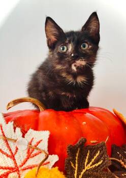 Rescue Domestic Short Hair Cats for Adoption in Boca Raton, Florida - Autumn | PetCurious