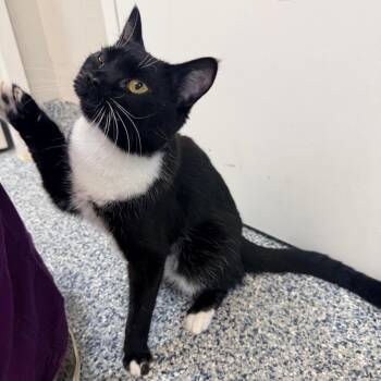 Jasper -  Domestic Short Hair Cat for Adoption in Great Falls, Montana - Jasper | PetCurious