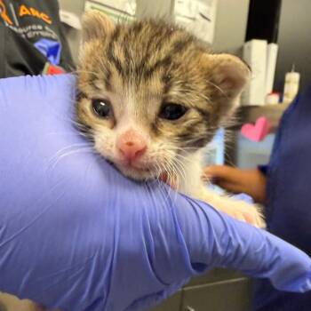 Domestic Short Hair Cats Available for Adoption in Ontario, California - PENDING | PetCurious