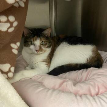 Domestic Short Hair Cats Available for Adoption in Pittsburgh, Pennsylvania - Martha | PetCurious