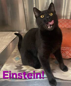 Bombay and Domestic Short Hair Cats Available for Adoption in Longwood, Florida - Einstein | PetCurious