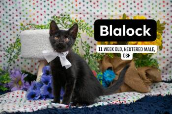Blalock -  Domestic Short Hair Cat for Adoption in Sevierville, Tennessee - Blalock | PetCurious