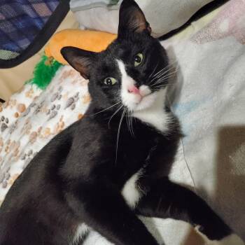 Domestic Short Hair Cats Available for Adoption in Hamilton Township, New Jersey - BENITO | PetCurious