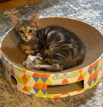 Rescue Domestic Short Hair Cats for Adoption in West Palm Beach, Florida - Bree | PetCurious