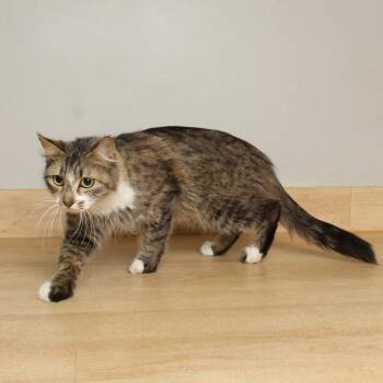 Domestic Medium Hair Cats Available for Adoption in Minnetonka, Minnesota - Lasagna C69209 | PetCurious