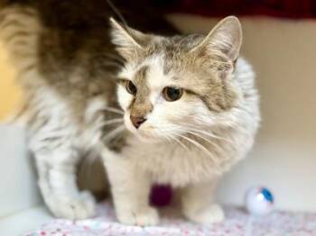 Domestic Medium Hair Cats Available for Adoption in Downers Grove, Illinois - Scalawag | PetCurious