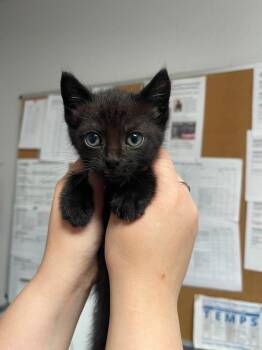 Farmer -  Domestic Short Hair Cat for Adoption in Bolivar, Missouri - Farmer | PetCurious