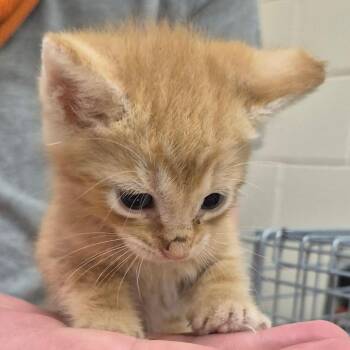 Milo -  Domestic Short Hair Cat for Adoption in Lake Panasoffkee, Florida - Milo | PetCurious