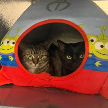 Domestic Short Hair Cats Available for Adoption - Raven & Jack Fruit | PetCurious