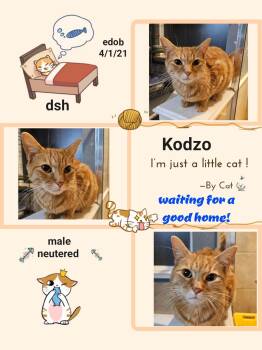 Kodzo OR11208-T -  Domestic Short Hair Cat for Adoption in Missouri City, Texas - Kodzo OR11208-T | PetCurious