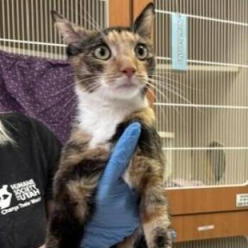 Debbie Doolie -  Domestic Short Hair Cat for Adoption in Murray, Utah - Debbie Doolie | PetCurious