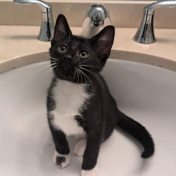 Mittens -  Domestic Short Hair Cat for Adoption in Chicago, Illinois - Mittens | PetCurious