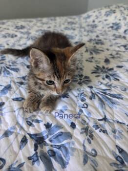 Panera -  American Shorthair and Domestic Short Hair Cat for Adoption in Shrewsbury, Massachusetts - Panera | PetCurious