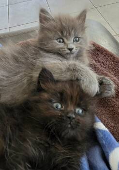 Jack, Janet & Chrissy -  Domestic Long Hair Cat for Adoption in Ormond Beach, Florida - Jack, Janet & Chrissy | PetCurious