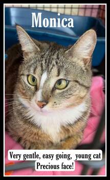 Tabby Cats Available for Adoption - Monica, Willow Grove PA FCID# 12/19/2025-101 | PetCurious