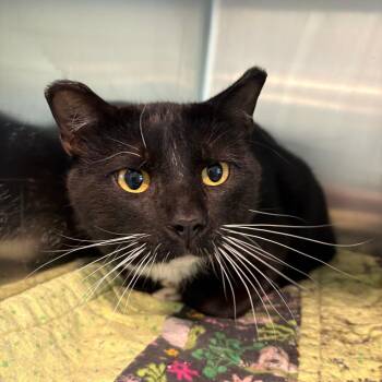 Soybean -  Domestic Short Hair Cat for Adoption in West Des Moines, Iowa - Soybean | PetCurious