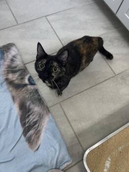 Andromeda -  Domestic Short Hair Cat for Adoption in Diamond Springs, California - Andromeda | PetCurious