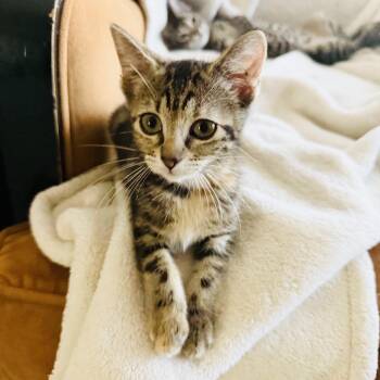 Cuddly little Texanna -  Tabby Cat for Adoption in Burlington, North Carolina - Cuddly Little Texanna | PetCurious