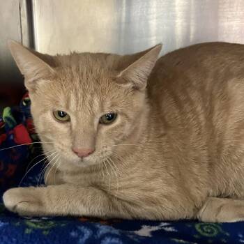 Inferno -  Domestic Short Hair Cat for Adoption in Grand Rapids, Michigan - Inferno | PetCurious