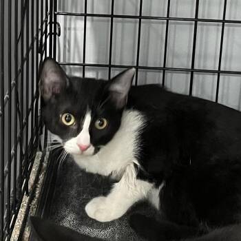 Rooter -  Domestic Short Hair Cat for Adoption in Fairmont, West Virginia - Rooter | PetCurious