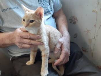 Rescue Tabby Cats for Adoption in Deltona, Florida - Goldie | PetCurious