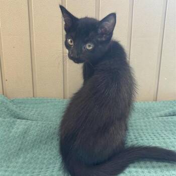 Meowzilla -  Domestic Short Hair Cat for Adoption in Hawthorne, California - Meowzilla | PetCurious