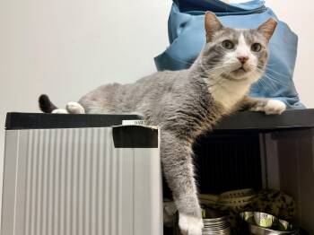 Thomas -  Domestic Short Hair Cat for Adoption in Herndon, Virginia - Thomas | PetCurious