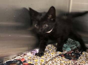 ANGEL -  Domestic Short Hair Cat for Adoption in Tustin, California - ANGEL | PetCurious
