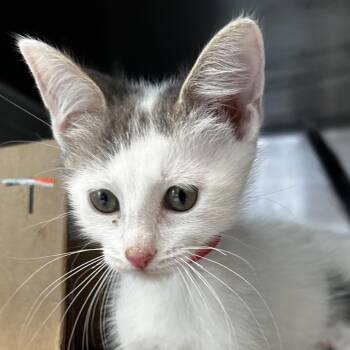 Gucci Bloom -  Domestic Short Hair Cat for Adoption in Chicago, Illinois - Gucci Bloom | PetCurious
