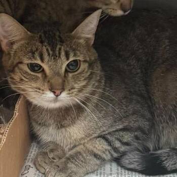 Peach -  Domestic Short Hair Cat Available for Adoption in Shinnston, West Virginia - Peach | PetCurious
