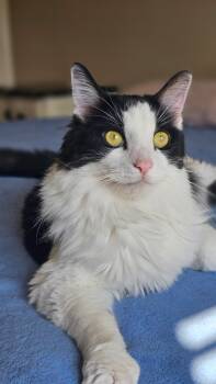 Domestic Long Hair Cats Available for Adoption in Fort Worth, Texas - Toby (bonded To Patches) | PetCurious