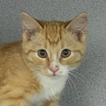 Rescue Domestic Short Hair Cats for Adoption in Sheridan, Wyoming - Harpo | PetCurious