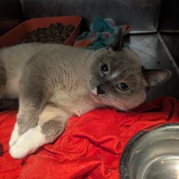 Domestic Short Hair Cats Available for Adoption - Toby | PetCurious