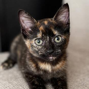 Kaleidoscope -  Domestic Short Hair Cat for Adoption in Pontiac, Michigan - Kaleidoscope | PetCurious